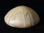 Holectypus depressus (LESKE 1778) - Bild © FossNet FossilienStore
